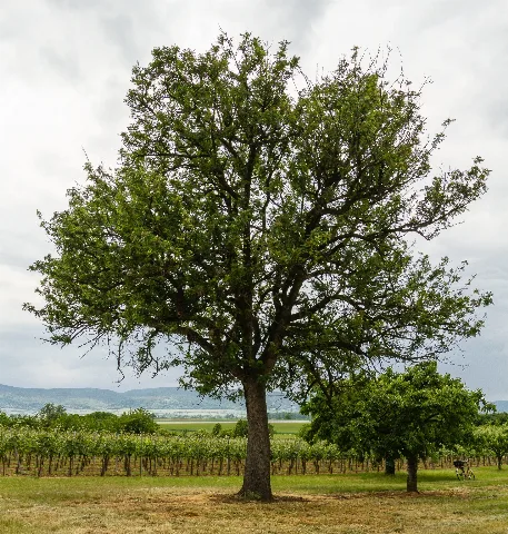 064 2015 05 25 Speierling Am Hohlweg (Wiki Loves Earth 2015)