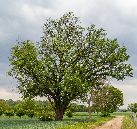 072 2015 05 25 Speierling Südlich Von Meckenheim (Wiki Loves Earth 2015)