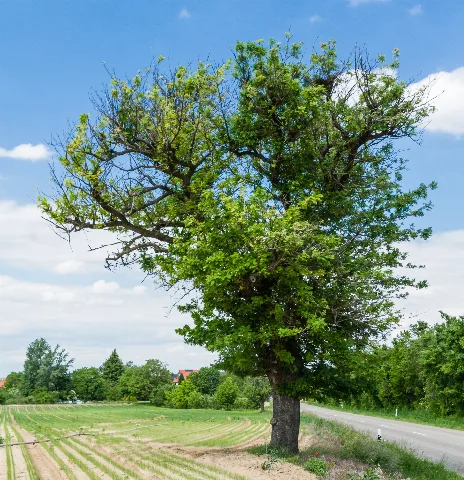 079 2015 05 26 Speierling An Der Ehemaligen B 38 (Wiki Loves Earth 2015)