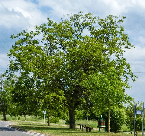 083 2015 05 26 Zwei Walnussbäume (Wiki Loves Earth 2015)