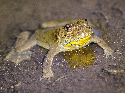 1 Gelbbauchunke Steinbruch Liekwegen Ha 212 Landkreis Schaumburg