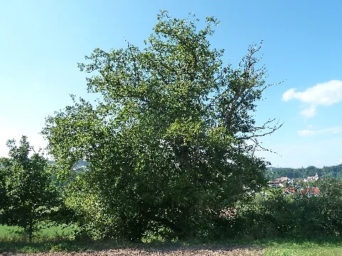 1 Stieleiche Im Gewann Sandfeld