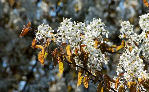 100 Frühling (33232989)