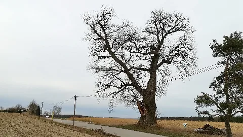 1000 Jährige Eiche Gollingkreut 01