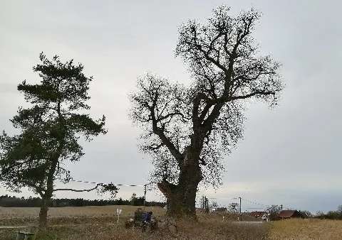 1000 Jährige Eiche Gollingkreut 02