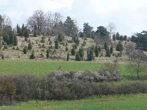 12Ha Großes Naturschutzgebiet Storrenberg (Wacholderheide, Schafweide) Bei Dachtel Panoramio