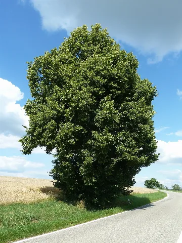 2 Linden Mit Feldkreuz Westl. Beuren