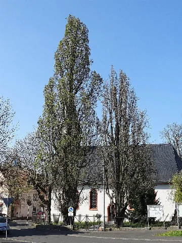 2 Säuleneichen (Bingenheim) 01