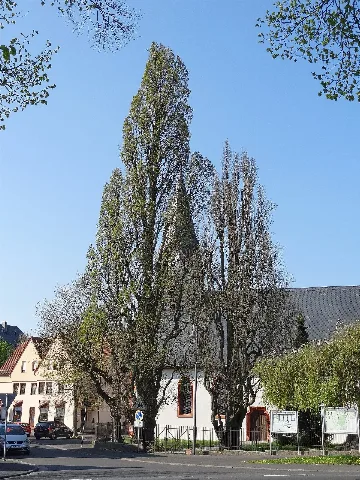 2 Säuleneichen (Bingenheim) 02