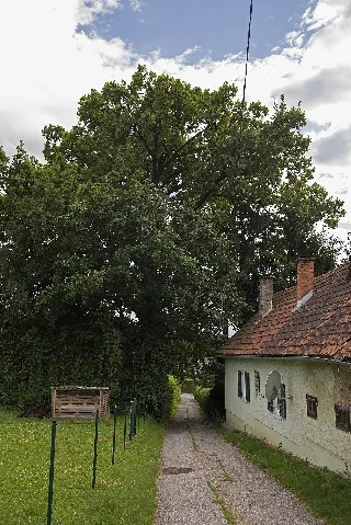 2 Stieleichen (Quercus Robur) Id 1373 02