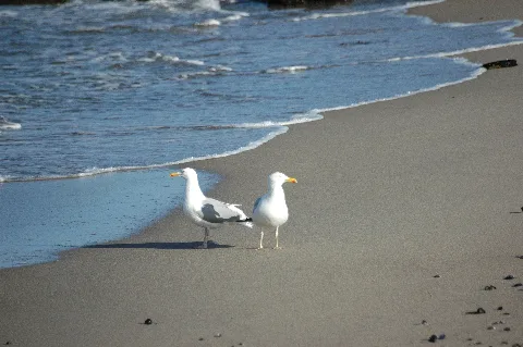 2007 03 17 (3 (24) Herring Gull, Silbermöwe, Larus Argentatus