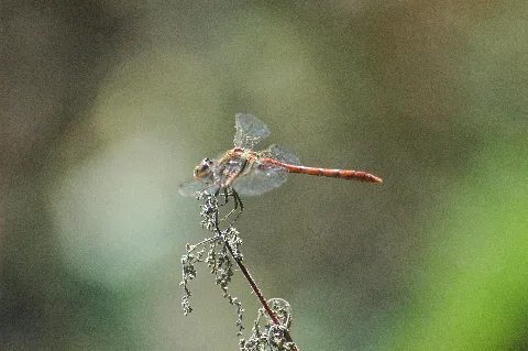 2009 08 19(15)Große Heidelibelle, Sympetrum Striolatum