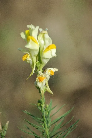 2009 09 25 (33) Linaria Vulgaris