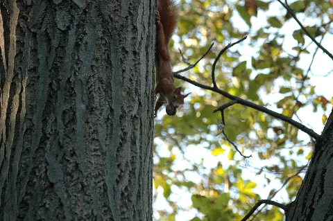 2009 10 20 (27) Squirrel, Eichhörnchen, Sciurus Vulgaris