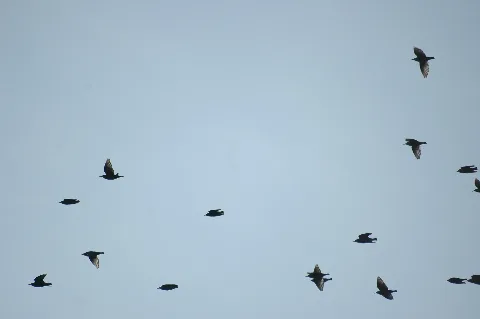 2009 10 21 1) (3) Star, Sturnus Vulgaris