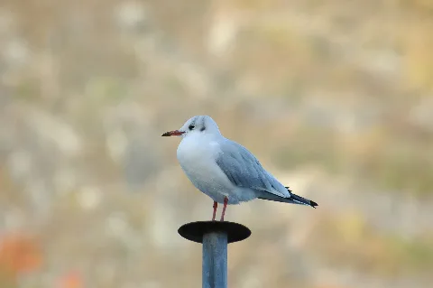 2009 10 25 1 (14) Gull, Möwe