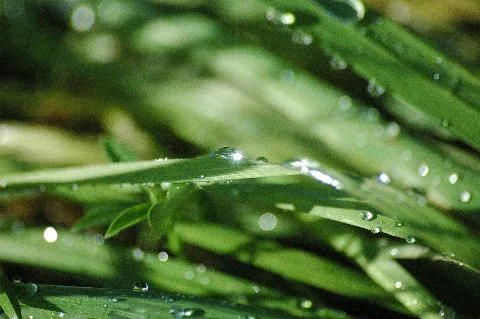 2009 10 25 (3) Water Drop, Wassertropfen