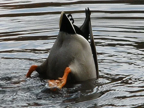 2009 11 11 (6) Wild Duck, Stockente, Anas Platyrhynchos