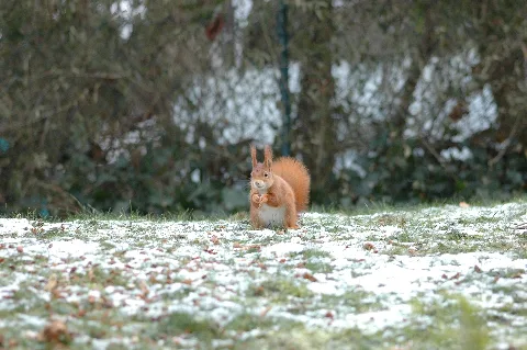 2010 01 06 (5) Squirrel, Eichhörnchen, Sciurus Vulgaris