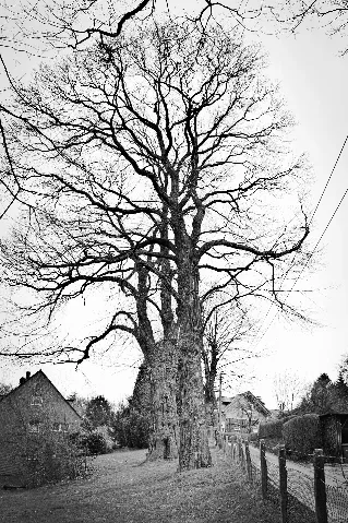 2010 04 11 Nd78 Edelkastanien Essen Kettwig