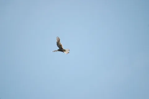 2010 05 29 (7) Greifvogel
