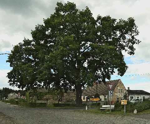 2010 08 Nd Eiche In Klasdorf (Brandenburg)