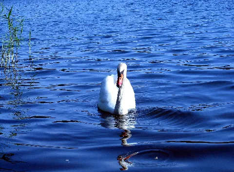 2011 08 06 Cygnus Olor Swimming