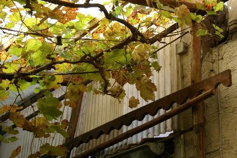 2011.09.16.121353 Vitis Vinifera Restaurant Rhodt