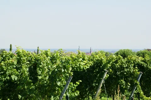 2011.09.16.130207 View To Edenkoben And Vines Rhodt