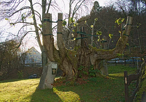 2011 11 Priorlinde Priorei (Nrw)
