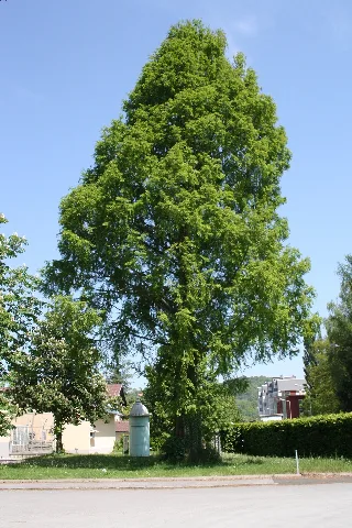 20110507 Metasequoia Glyptostroboides