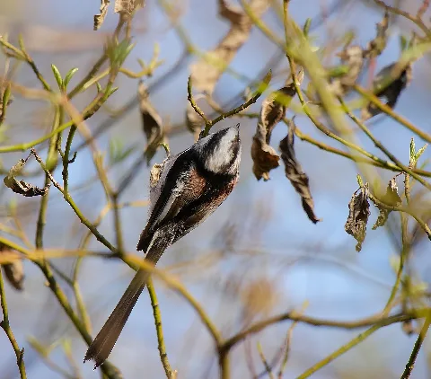 2012.03.24. 01 Kaefertaler Wald Mannheim Schwanzmeise