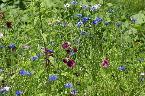 2012.07.07.105915 Kornblumen Malven Dossenheim