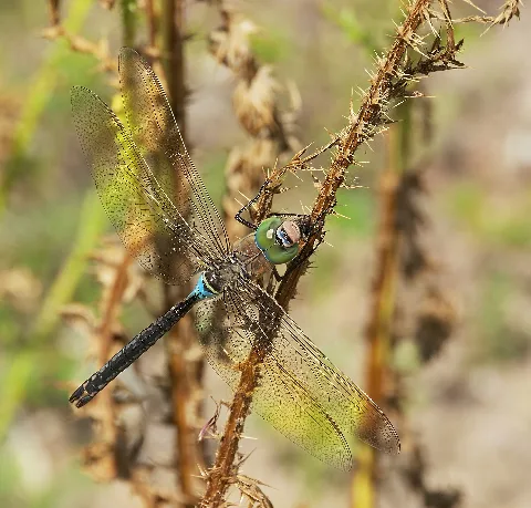 2012.08.11. 17 Viernheimer Heide Viernheim Kleine Koenigslibelle Maennchen