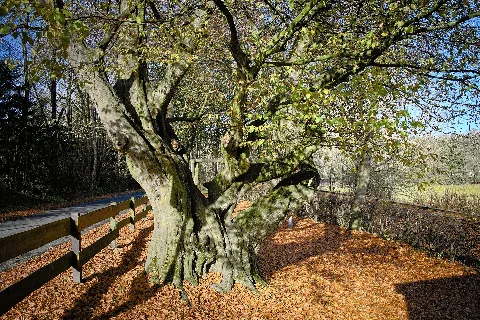 2012 10 31 Nd Hainbuche Siddinghausen Nrw