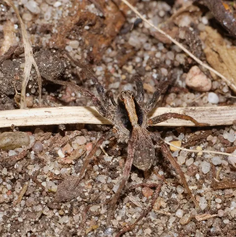 2013.04.17. 01 Kaefertaler Wald Mannheim Wolfspinne Xerolycosa Nemoralis Maennchen