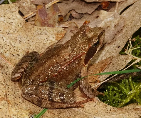 2013.05.01. 3 Kaefertaler Wald Mannheim Grasfrosch
