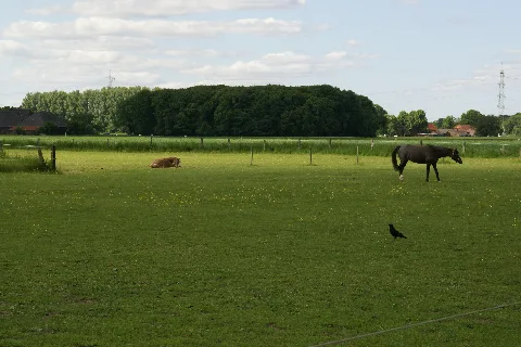 2013.06.02.160558 Pferde Gut Ruhhof Wesel