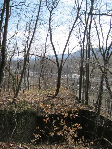 20130407Fagus Sylvatica Bunker Halberg1