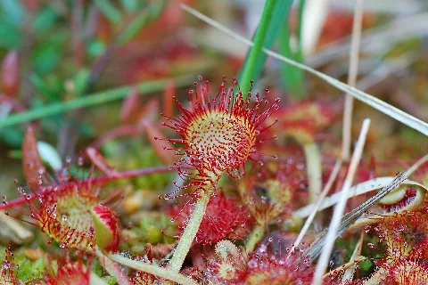 20130615 Mk Drosera Rotundifolia