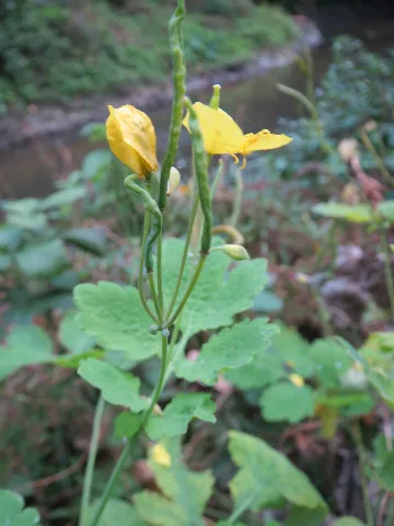 20131008Chelidonium Majus1