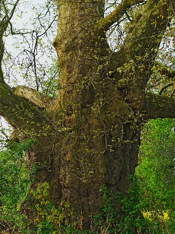 2014 04 Naturdenkmal Platane In Ohr