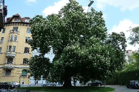2014 05 02 Roßkastanie Amring Graz (3)