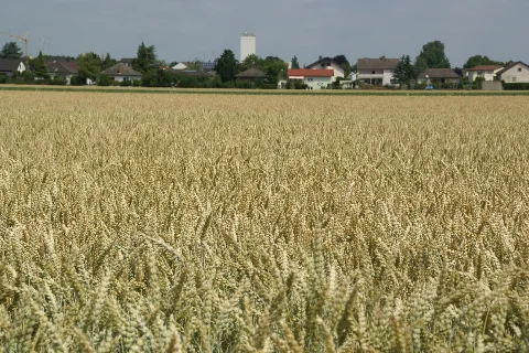 2014.06.22.112304 Wheat Field Osthofen