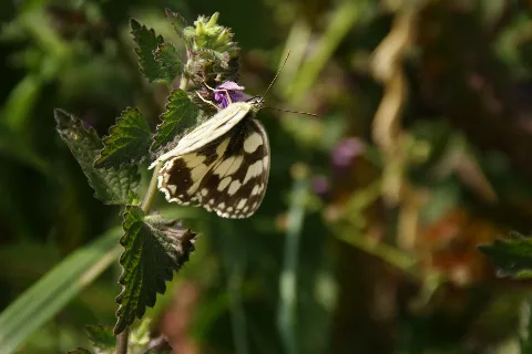 2014.06.22.120510 Melanargia Galathea Osthofen