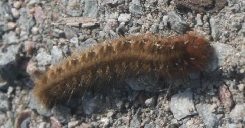 2014 07 31 Raupe