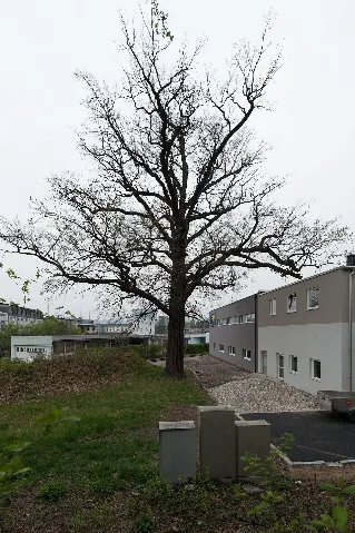 20140405164146 Linz Prielmayr Eiche 4935