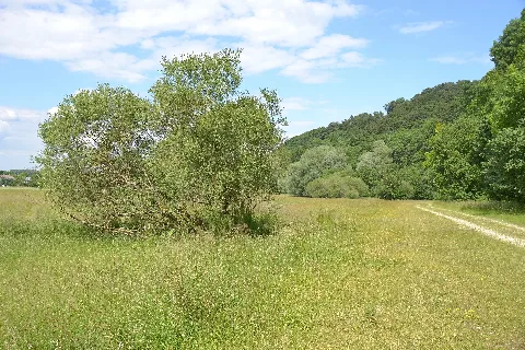 20140615 Ochsenau Stuerzende Weide