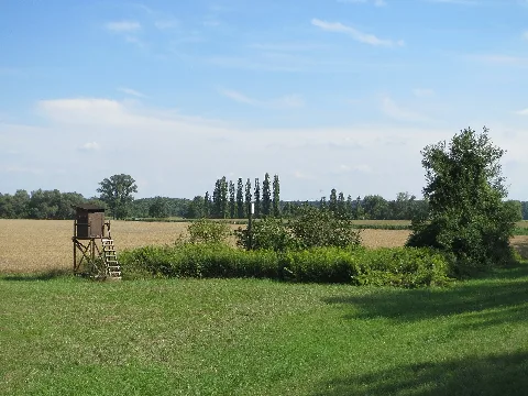 20140723Russheimer Altrhein7