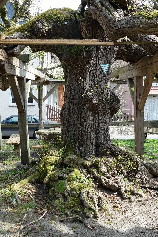 2015 04 Doppellinde Knüllwald Berndshausen 02